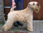 LENTER WHEATEN LINUS